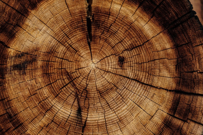 The sawn end of a tree trunk filling the frame, its growth rings and radial cracks lit from one side.