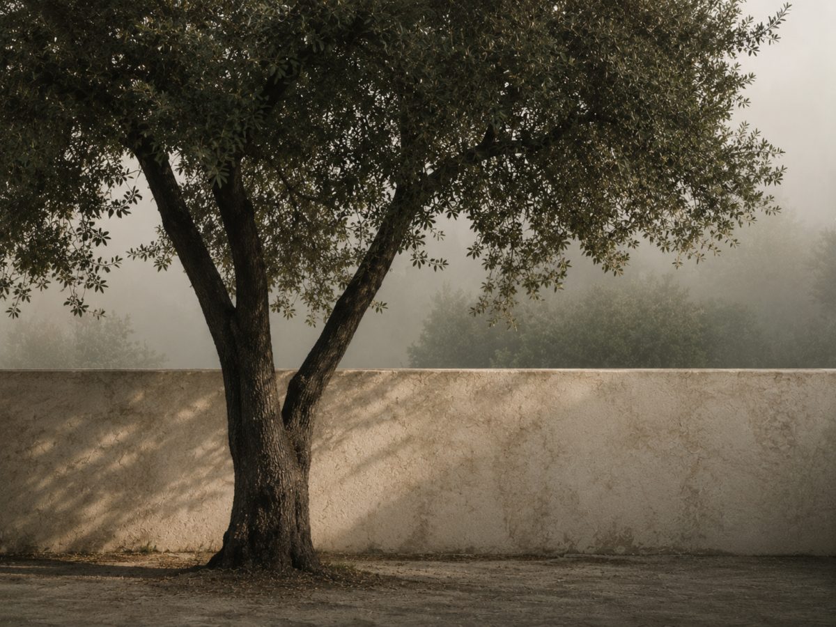 A single tree against a lime-washed wall in morning fog, its leaves casting dappled shadow